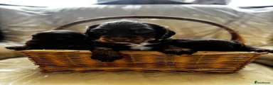 Cocker Spaniel 3