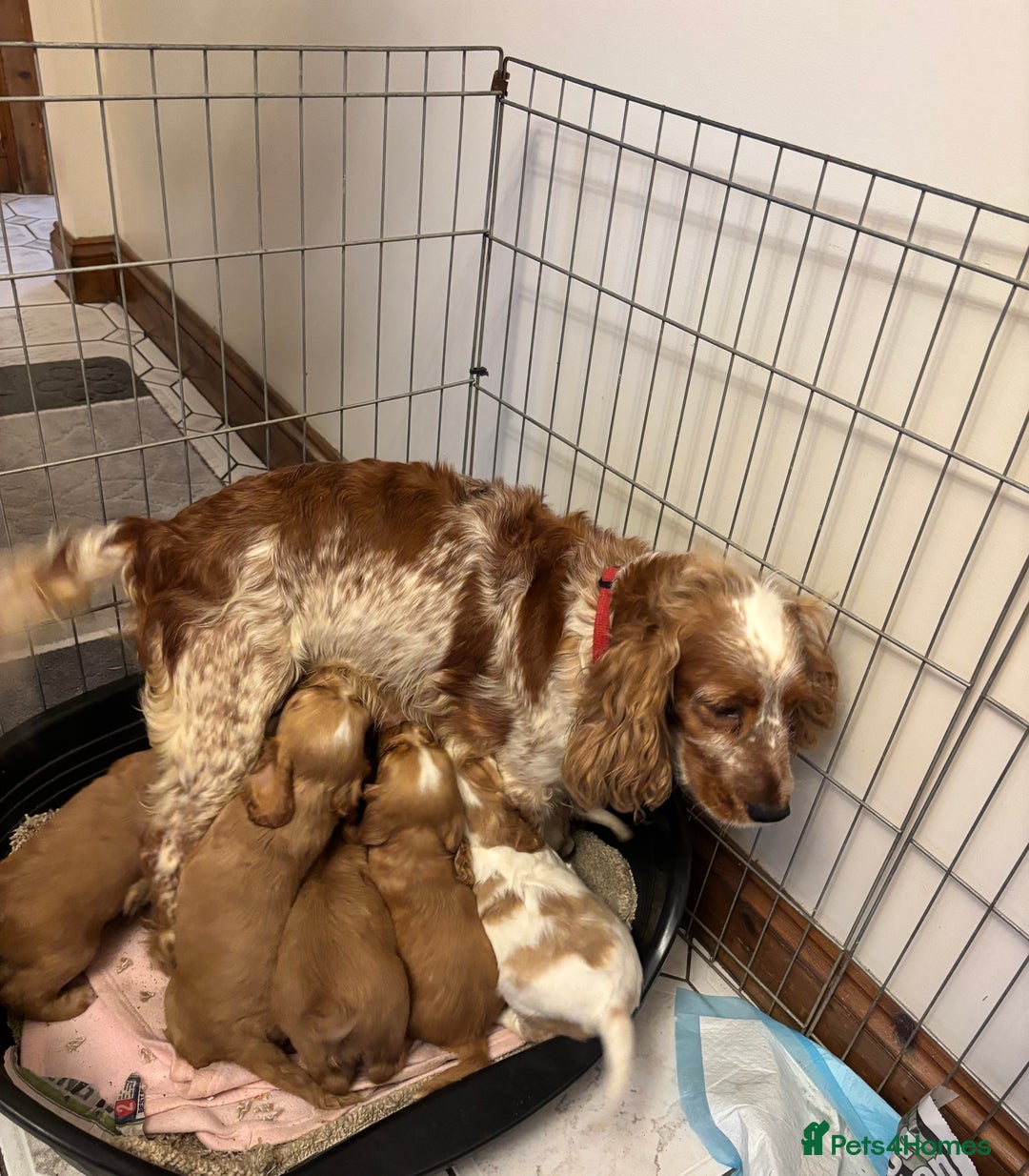 Cocker Spaniel dogs for sale: KC reg cocker spaniels  - Advert 3