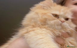 Persian cats for sale: Persian Chinchilla gorgeous kitten(1 girl) in London - Image 1