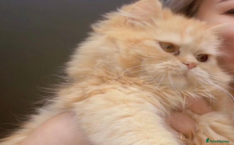 Persian cats in London - Advert 10