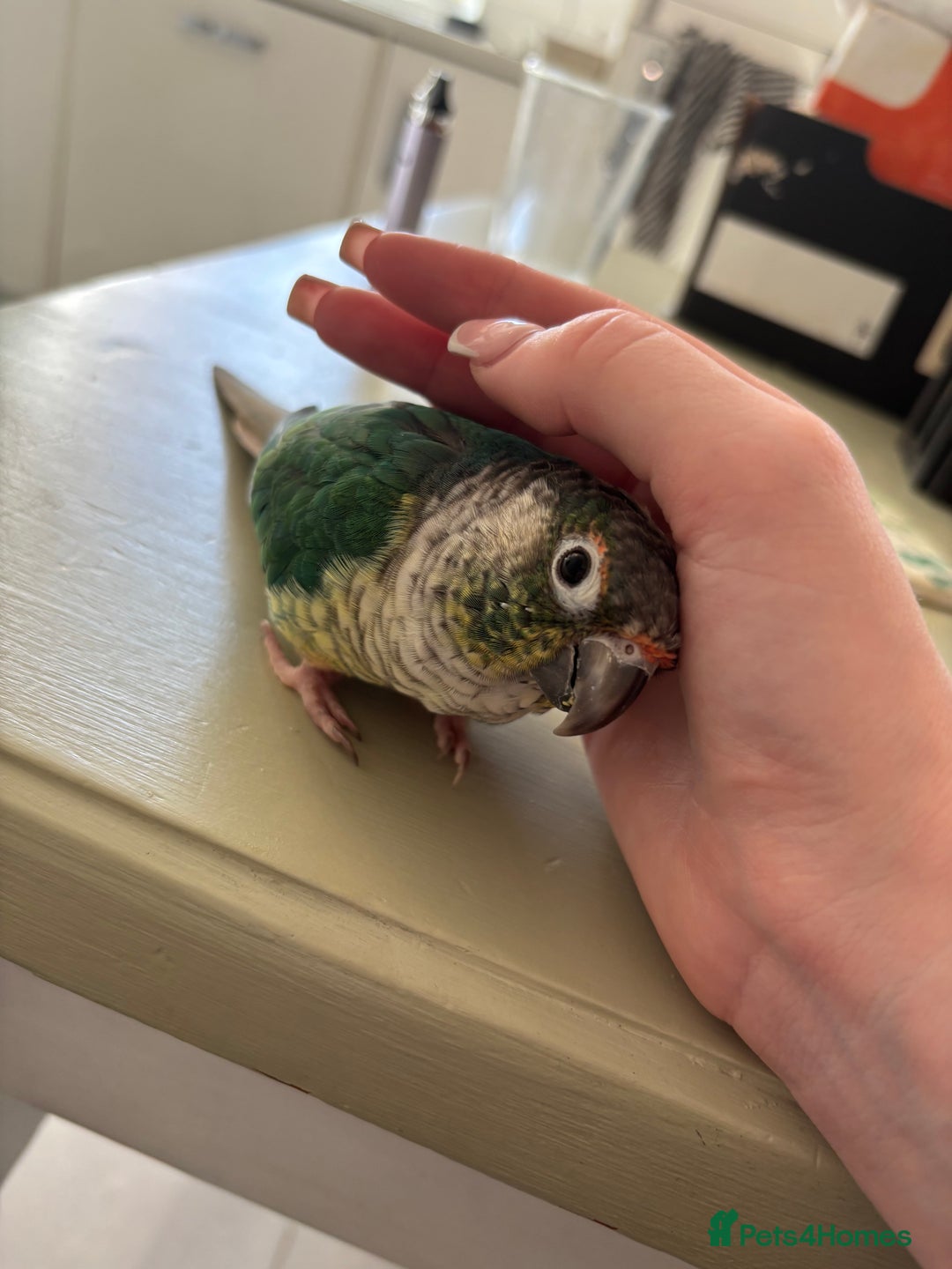 Conures birds for sale: Pair of tame conures  - Image 3
