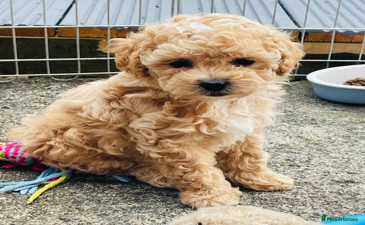 Shihpoo dogs - Advert 1