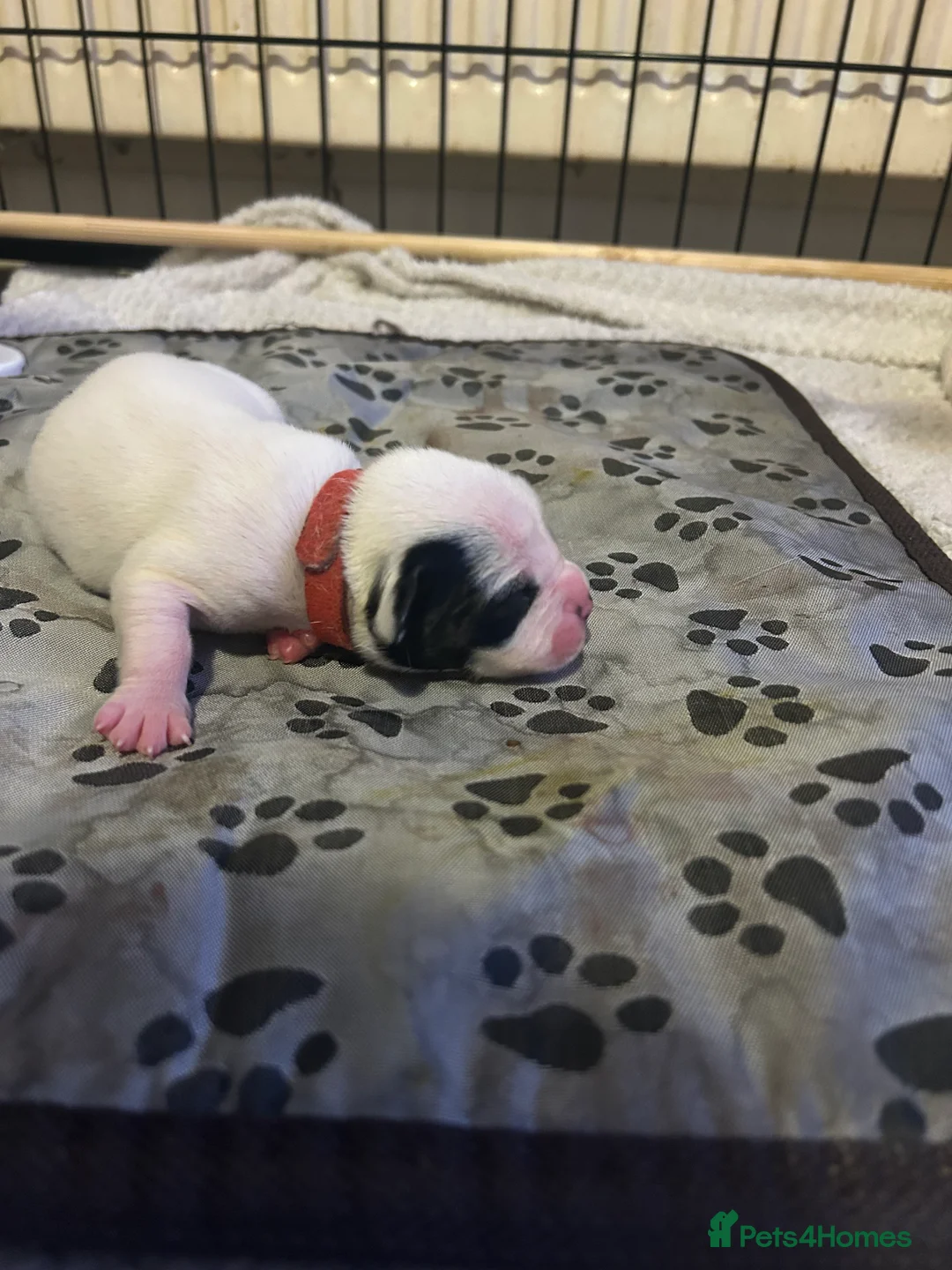 Mixed Breed dogs for sale: 7 gorgeous American Bulldog x Springer Spaniel - Advert 22