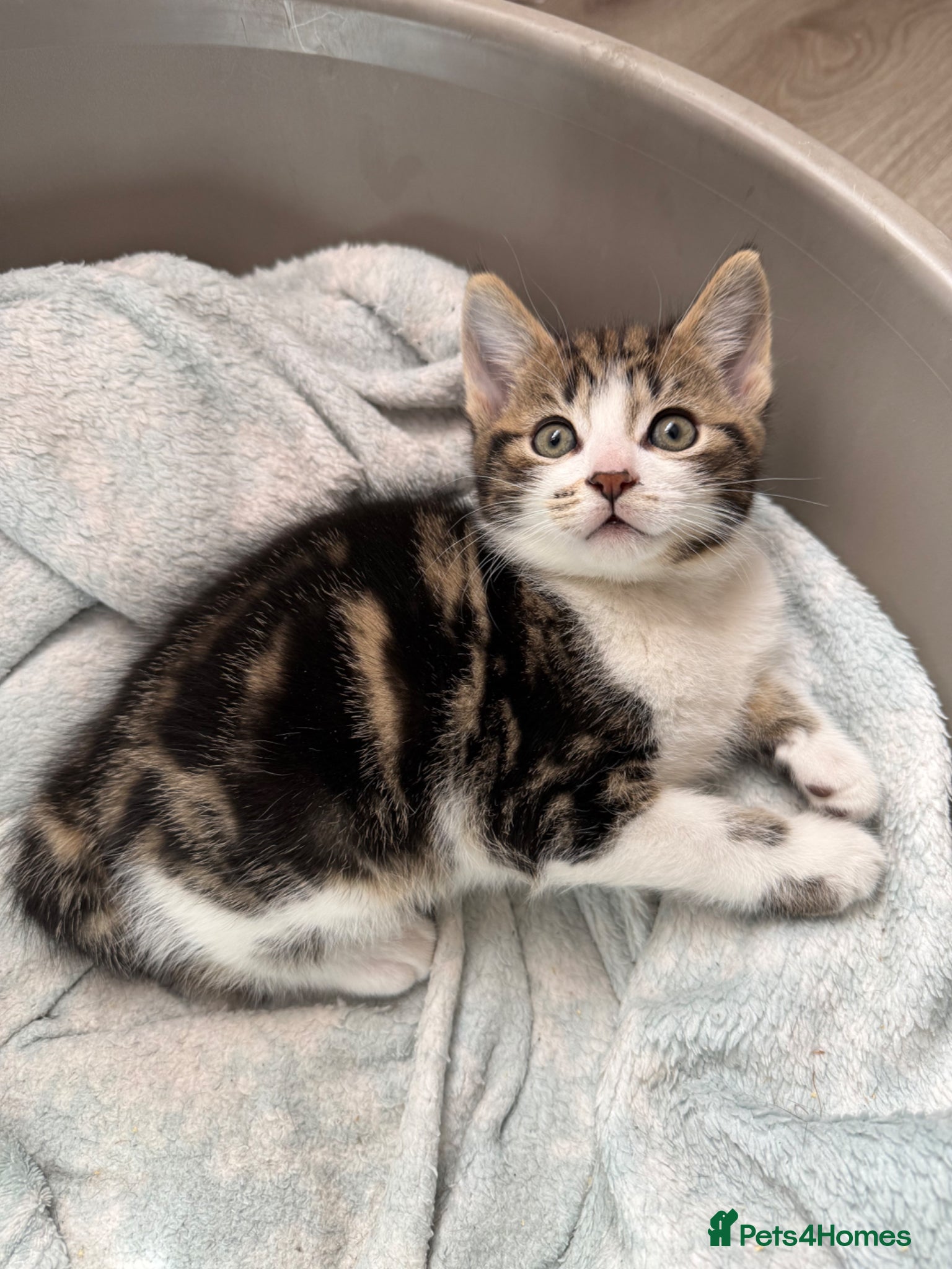 Mixed Breed cats Gorgeous kittens,boy and girl  - Advert 1