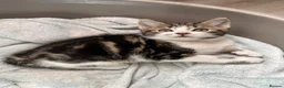 Mixed Breed cats for sale: Gorgeous kittens,boy and girl  - Advert 4