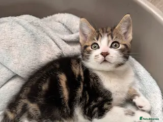 Mixed Breed cats Gorgeous kittens,boy and girl - Advert 6