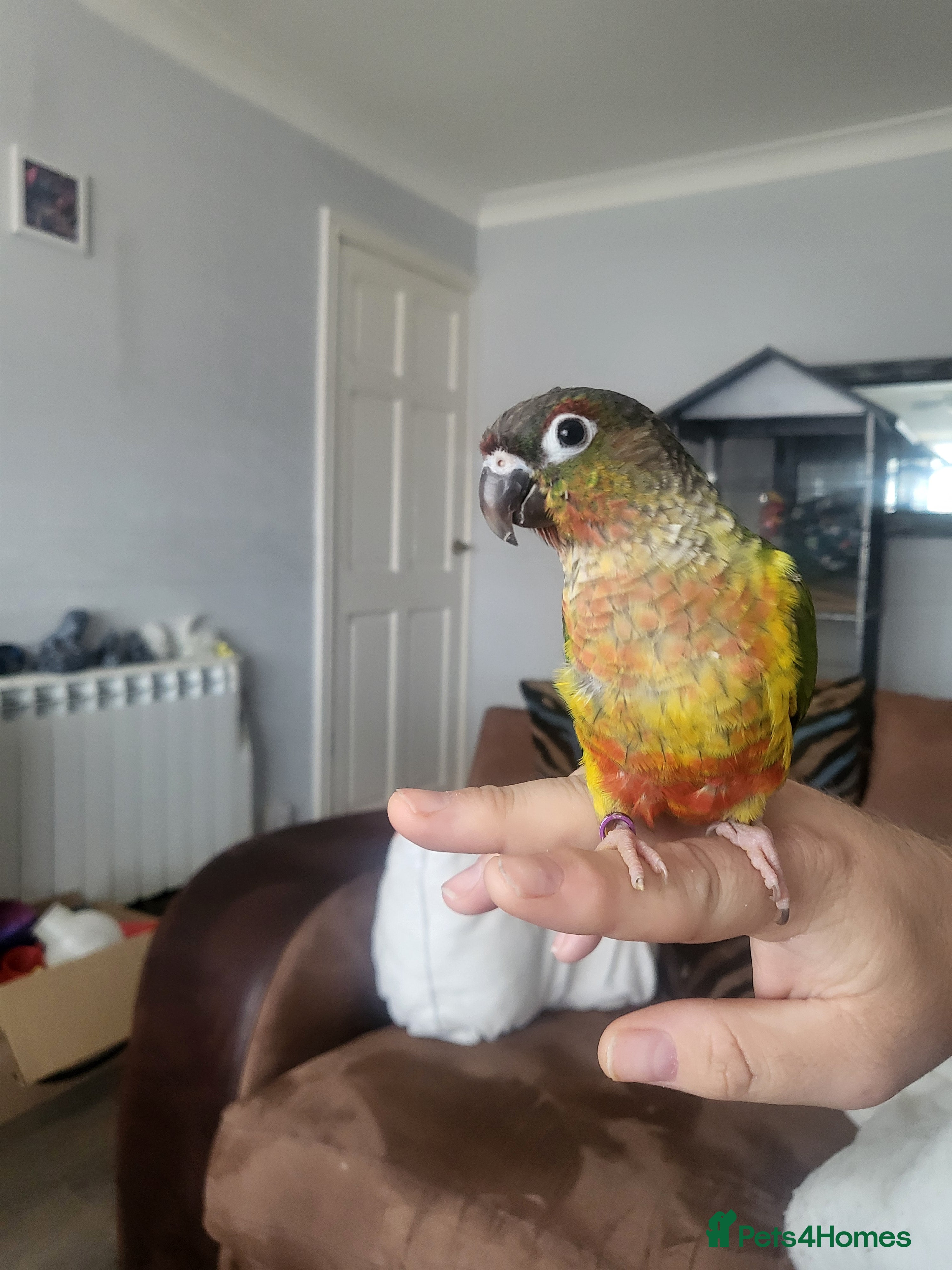 Conures birds For sale concour   - Advert 12
