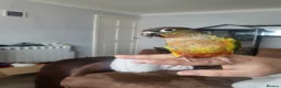 Conures birds for sale: For sale concour   - Advert 1