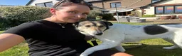 Mixed Breed dogs for adoption: MAPLE, 5yrs, 18kg,friendly,happy,confident,special in Ross-on-Wye - Advert 4