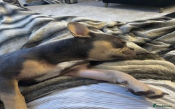French Bulldog dogs for sale: French Bulldog for sale to a loving home  - Image 5