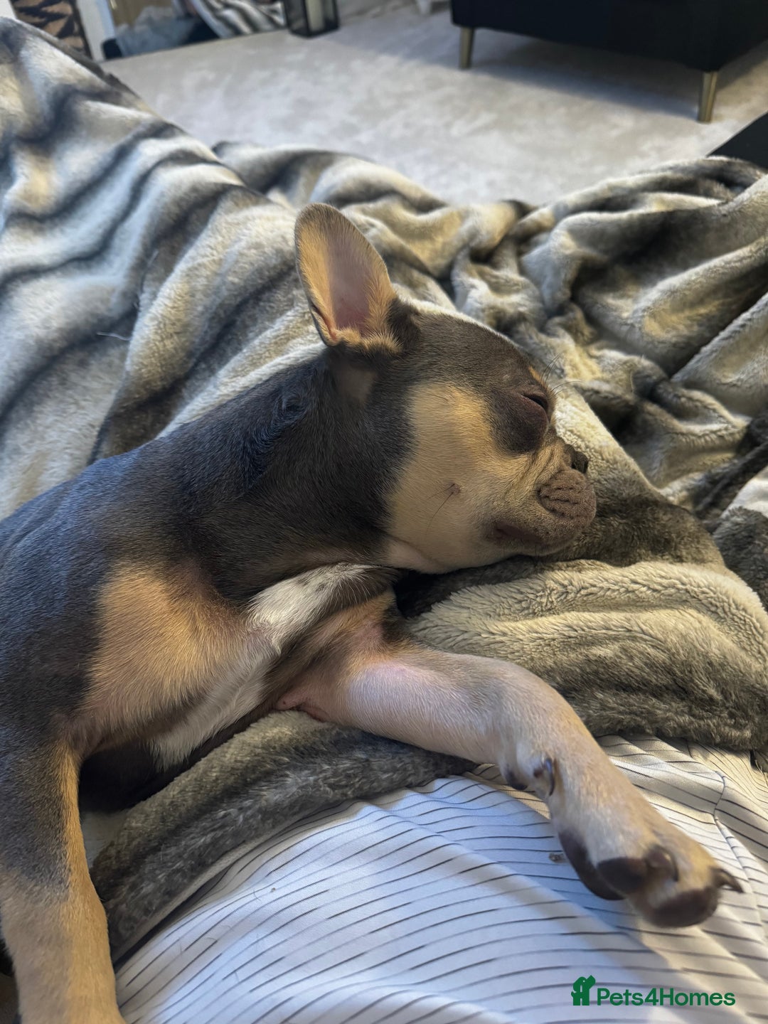 French Bulldog dogs for sale: French Bulldog for sale to a loving home  - Image 5