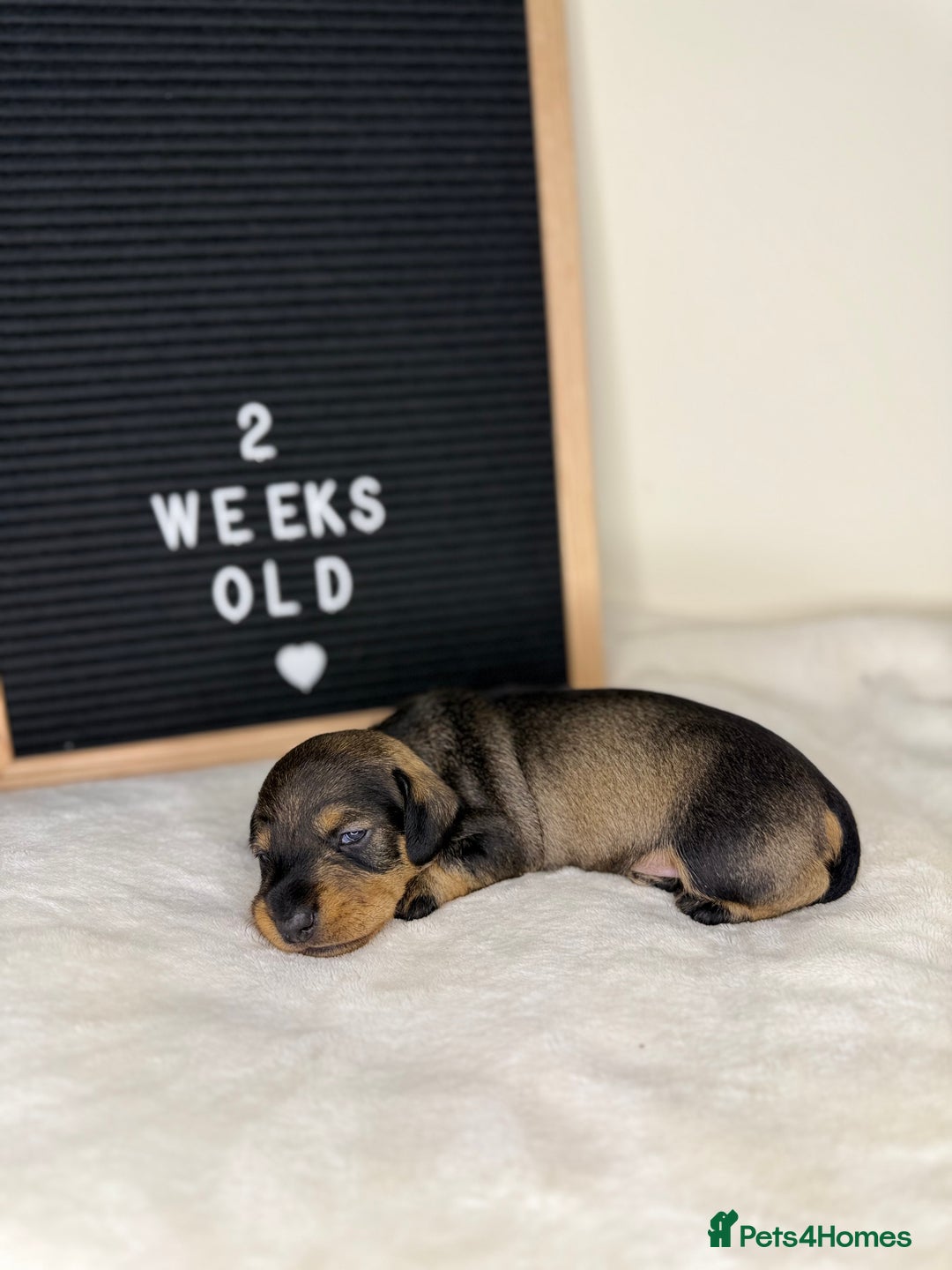 Miniature Dachshund dogs for sale: KC reg mini wires PRA LAFORA clear  - Advert 15