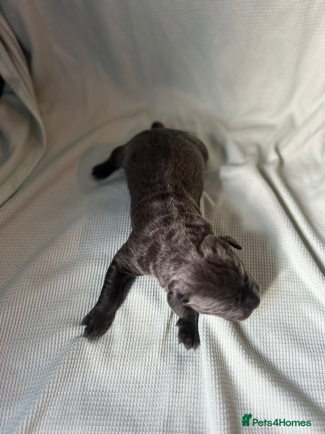 Cane Corso dogs for sale: Cane corso puppies  - Image 16
