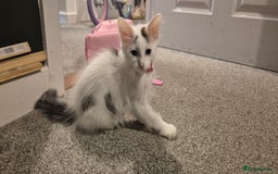 Mixed Breed cats for sale: Female white and tabby spot kitten - Image 3