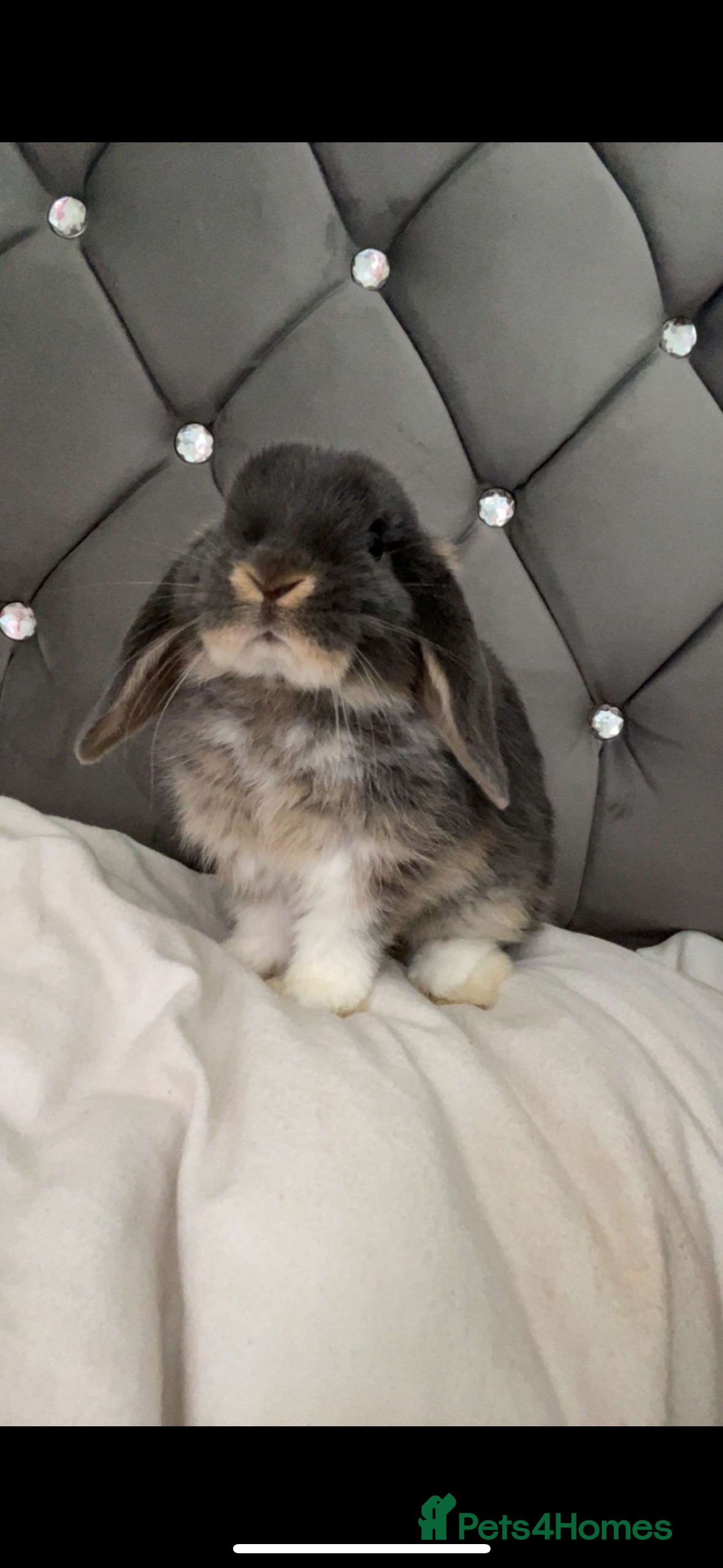 Mini Lop rabbits Mini lop for adoption for forever home  - Advert 16