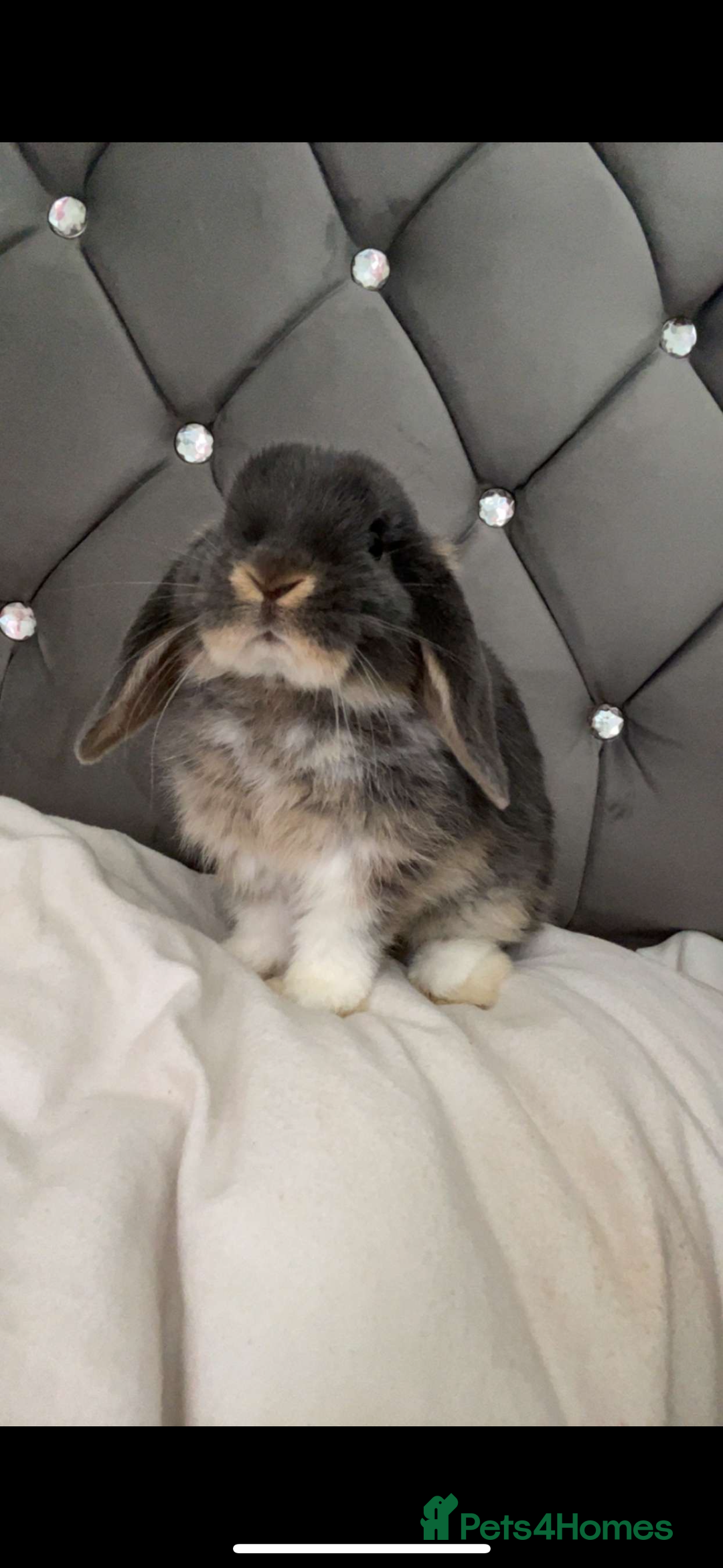 Mini Lop rabbits for sale: Mini lop for adoption for forever home  - Advert 1