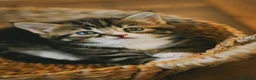Mixed Breed cats for sale: Beautiful kittens looking for loving homes 🐾 - Advert 5
