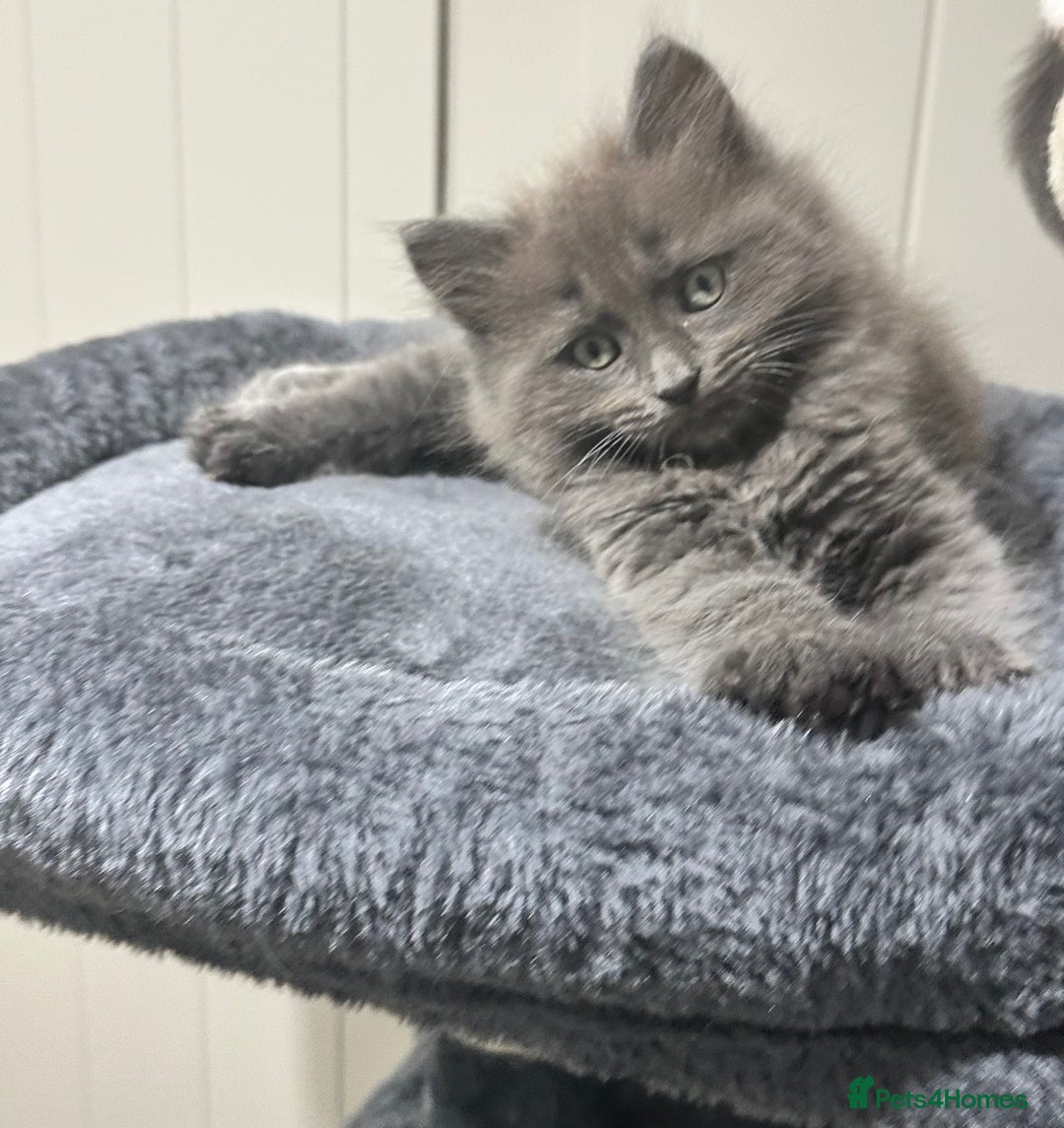 Norwegian Forest Cat cats for sale: 7 Exceptionally beautiful Norwegian Forest kittens - Advert 26