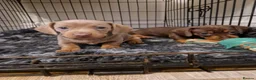 Miniature Dachshund dogs for sale: 3 female minature dachshund puppies  - Advert 8