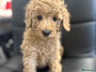 Cavapoochon dogs Cavapoochon - Advert 1