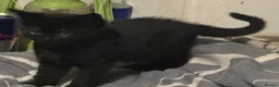 British Shorthair cats for sale: 2 black kittens  - Advert 8