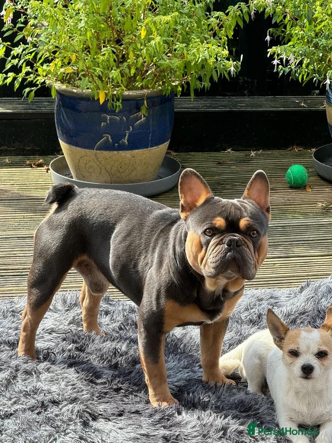 French Bulldog dogs for sale: Boy nearly 3 and girl 3 years French bulldogs   - Advert 2