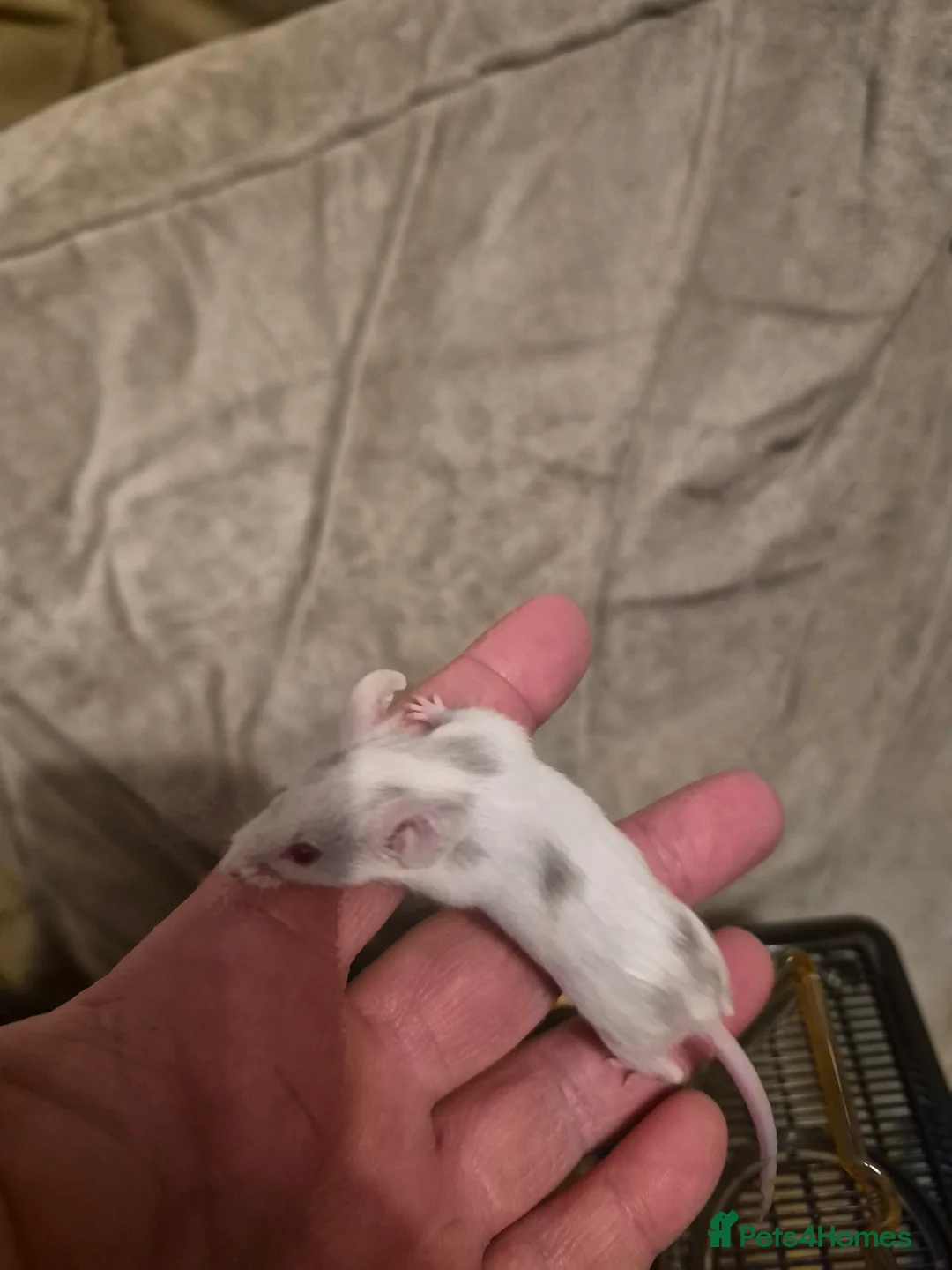 Mouse rodents for sale: 8 Cute Female Baby Fancy Mice - Advert 12