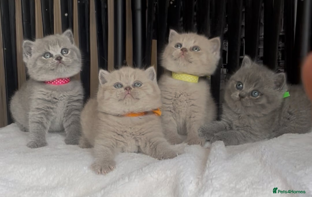 British Shorthair cats for sale: Absolutely beautiful BSH kittens  - Image 5