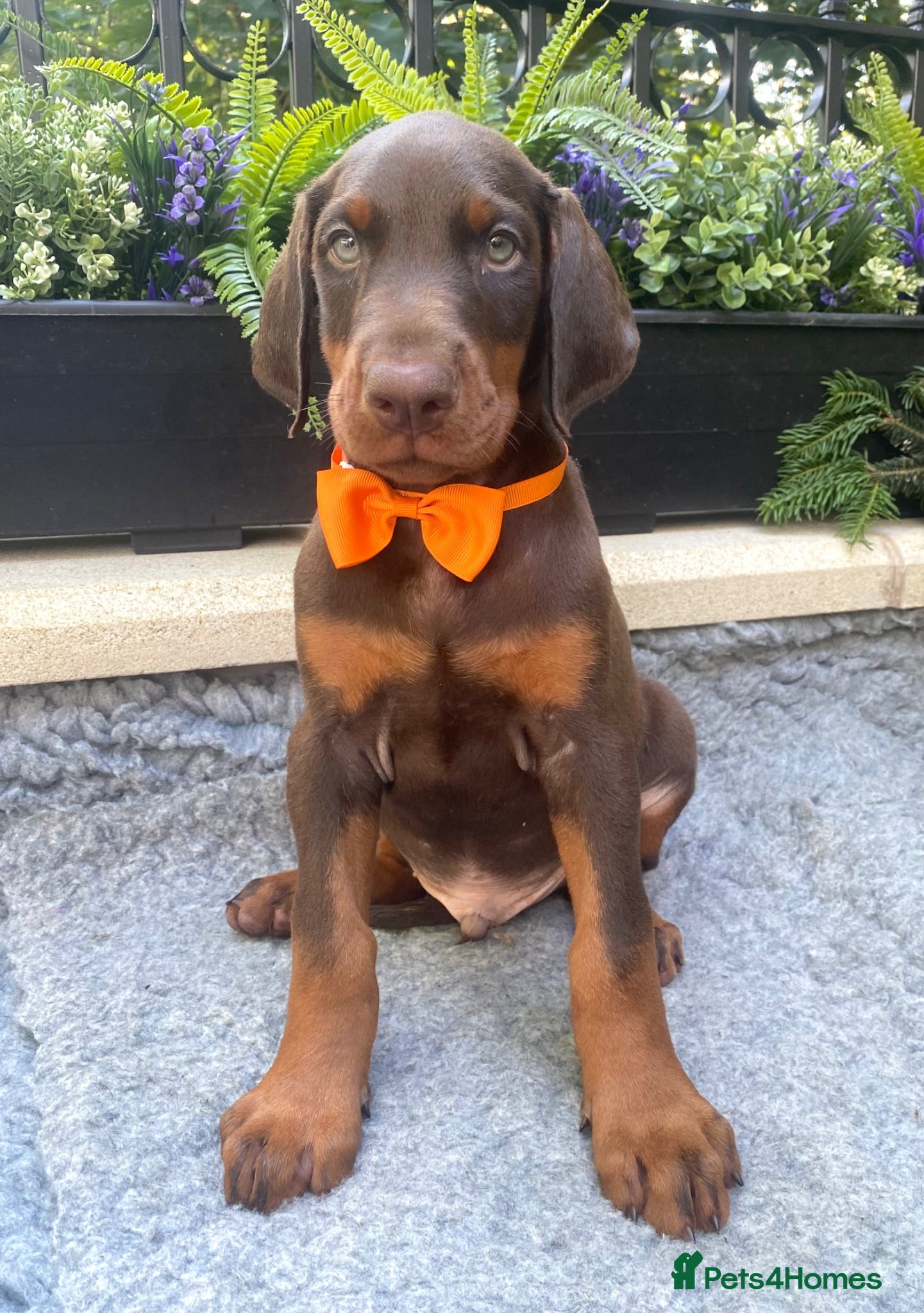 Dobermann dogs *KC REGISTERED* HEALTH TESTED DOBERMAN PUPPIES - Advert 1