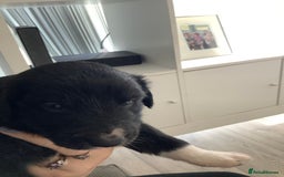 Border Collie dogs for sale: Border collie puppies  - Image 7