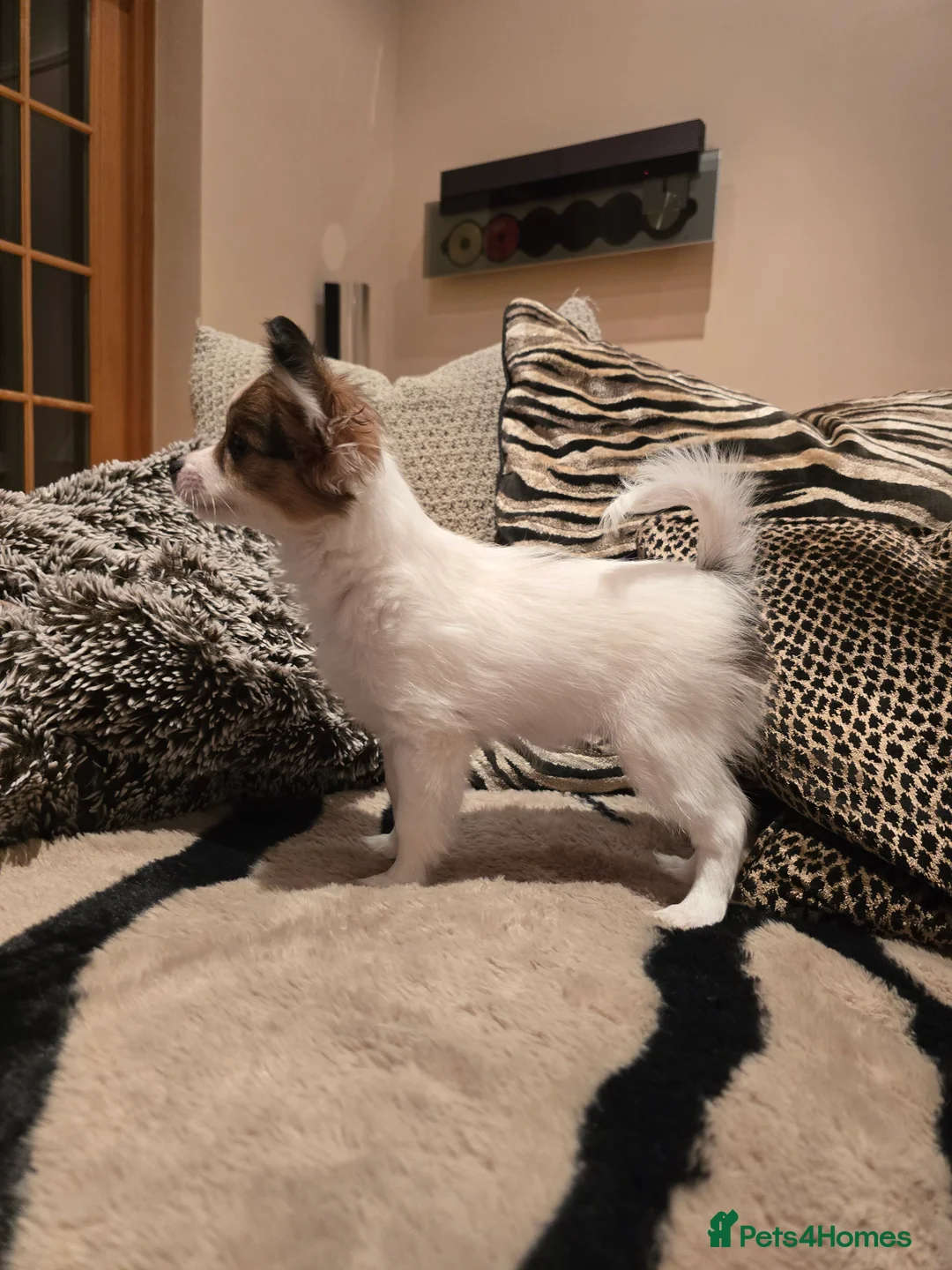 Papillon dogs for sale: ROYAL KENNEL CLUB registered,  DNA tested perents  - Advert 12