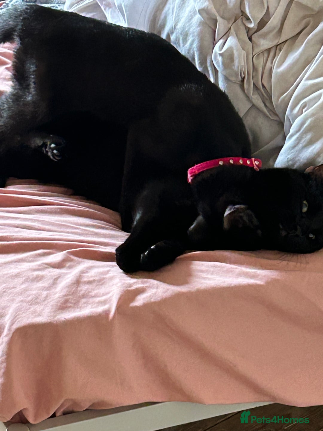 Mixed Breed cats for sale: Female cat - Advert 1