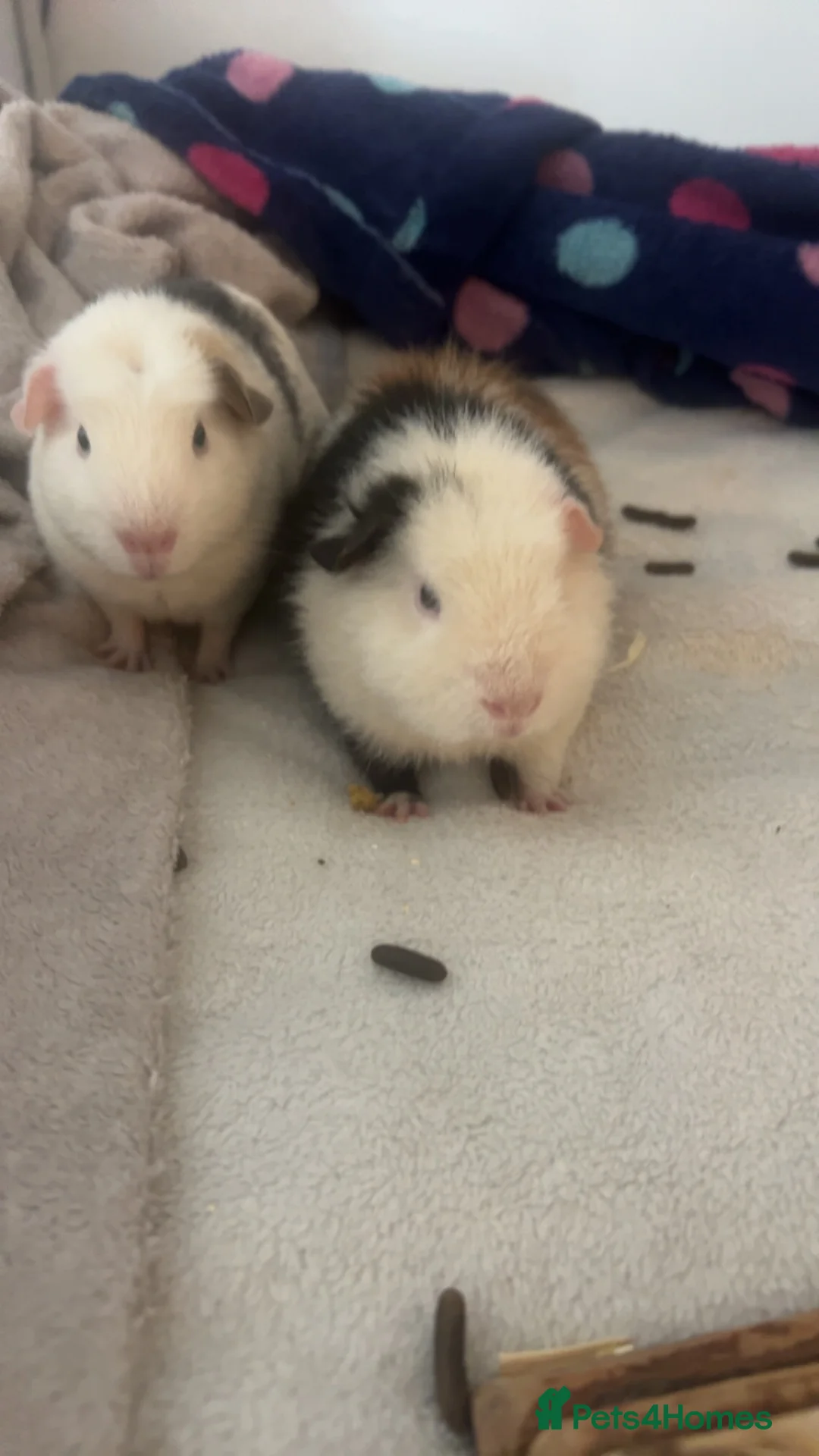 Guinea Pig rodents for sale: Guinea pigs 2 males  in Burton-on-Trent - Advert 5