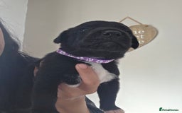 Mixed Breed dogs for sale: Adorable puppies for sale!  - Image 25