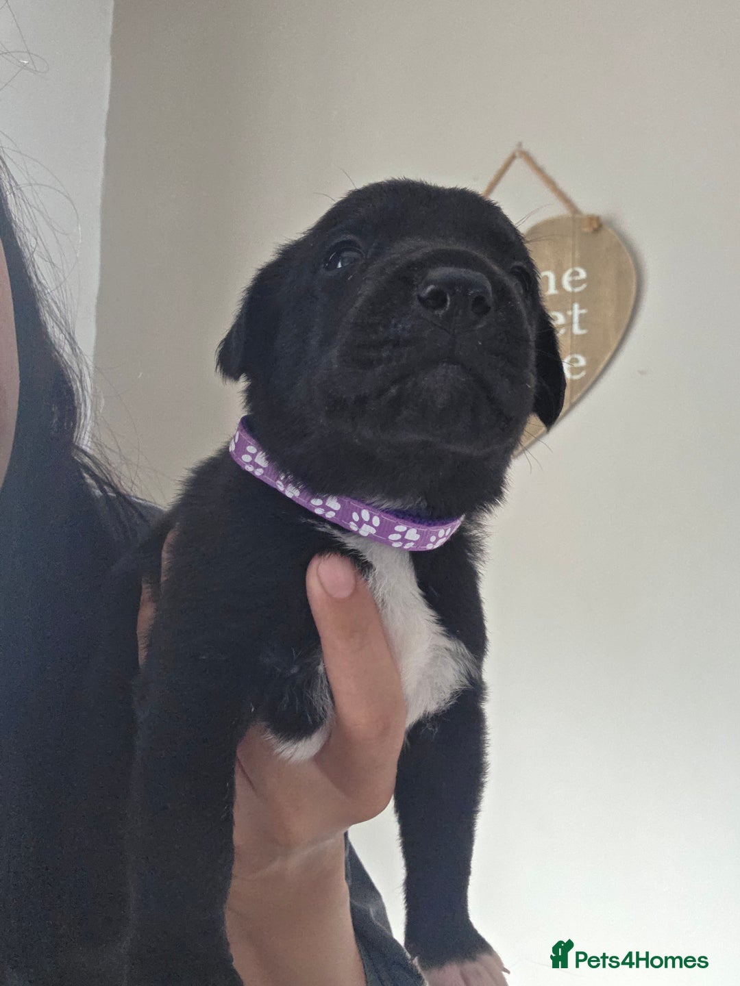 Mixed Breed dogs for sale: Adorable puppies for sale!  - Image 25