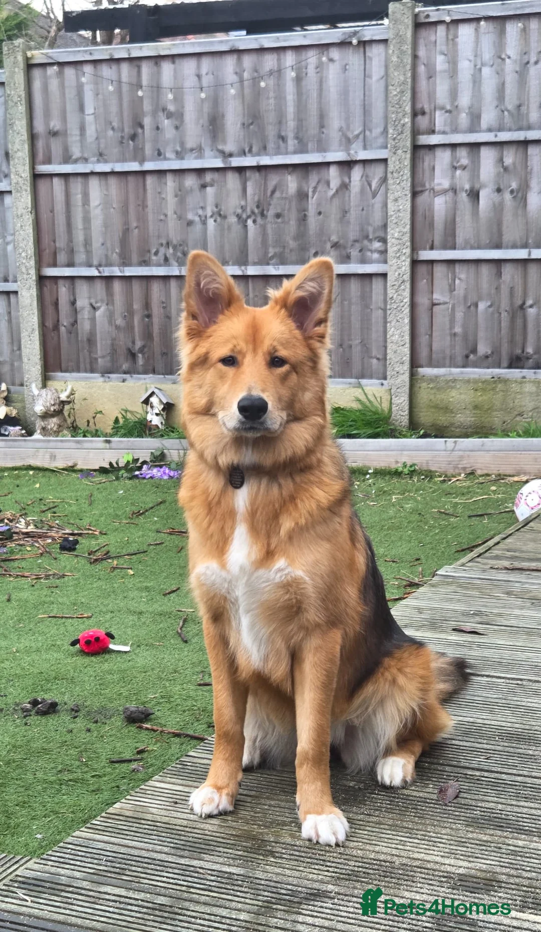 Mixed Breed dogs for sale: Zelda - German Shepard X Husky X Border collie - Advert 2