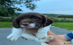 English Springer Spaniel dogs for sale: Last 2!! KC Reg Springer Spaniel Puppies - Image 3
