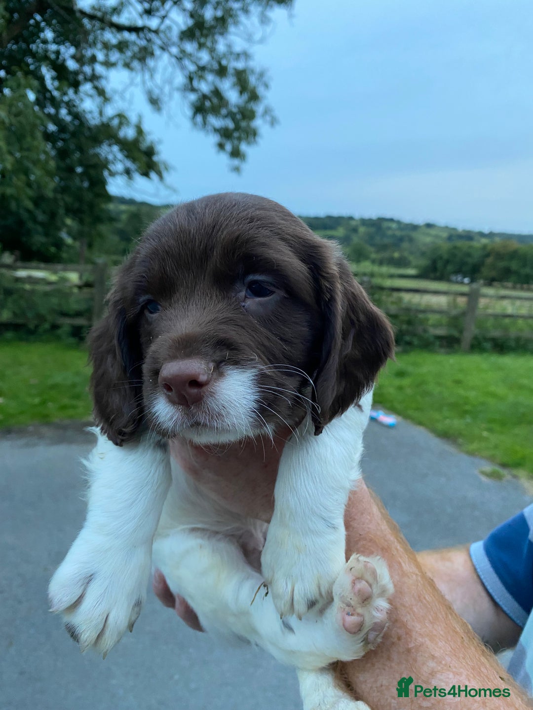 English Springer Spaniel dogs for sale: Last 2!! KC Reg Springer Spaniel Puppies - Image 3