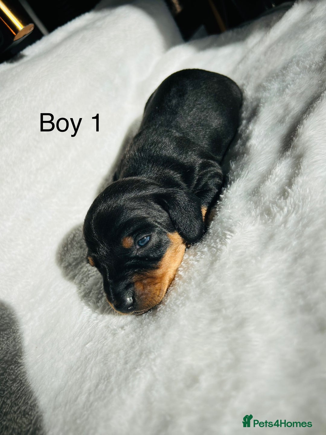 Miniature Dachshund dogs for sale: Miniature dachshund - Image 4