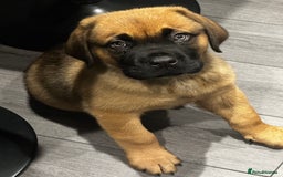 Mixed Breed dogs for sale: Dogue de Bordeaux / Newfoundland Puppy  - Advert 2