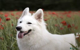 White Swiss Shepherd dogs for sale: World Champion Parents - Image 2