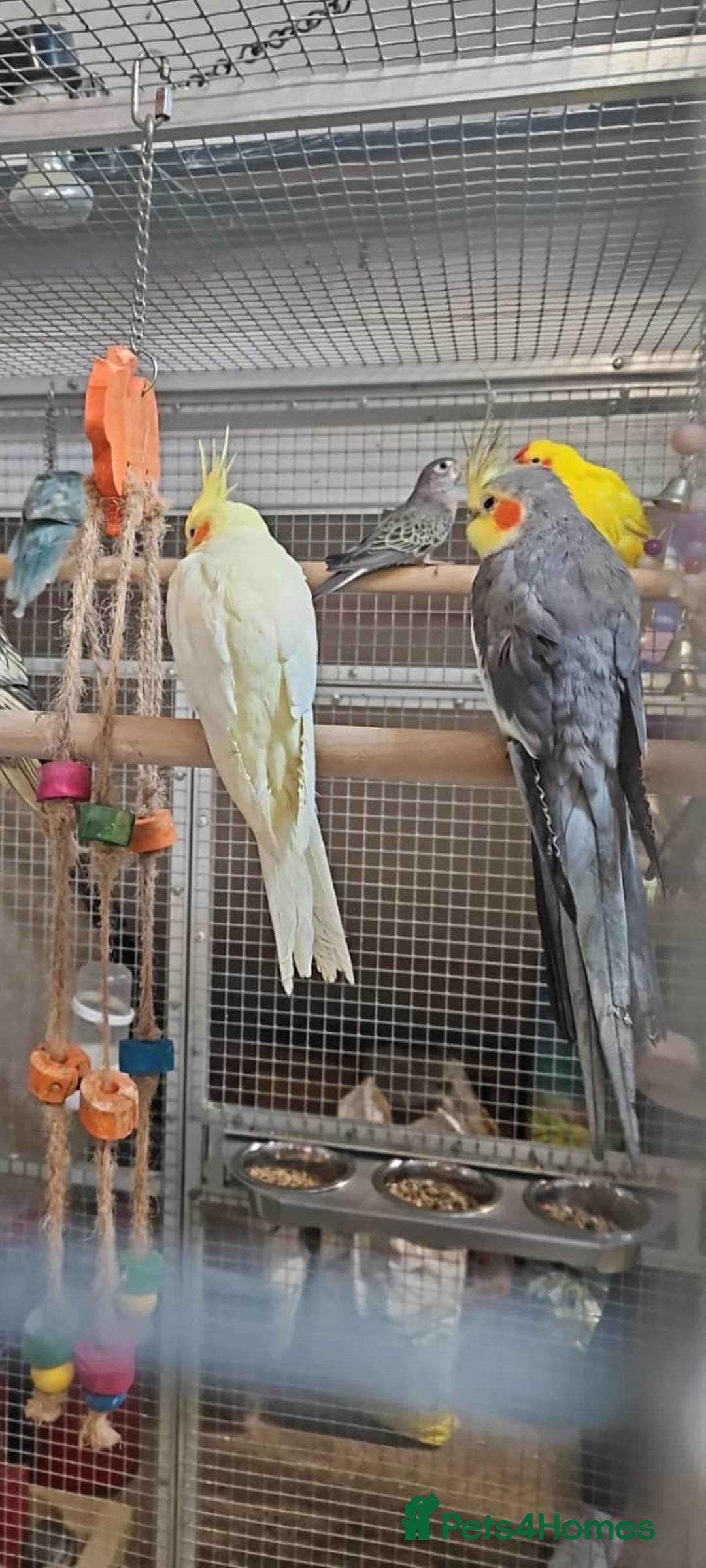 Parrots birds for sale: Xxx BIRDS/PARAKEETS/PARROTS xxX - Advert 21