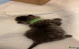 Mixed Breed cats for sale: 2 girl long haired tabby kittens  - Image 25