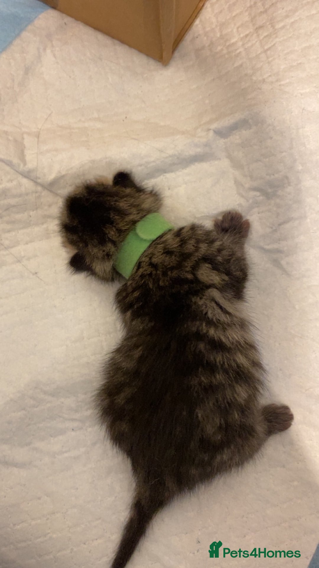 Mixed Breed cats for sale: 2 girl long haired tabby kittens  - Image 25