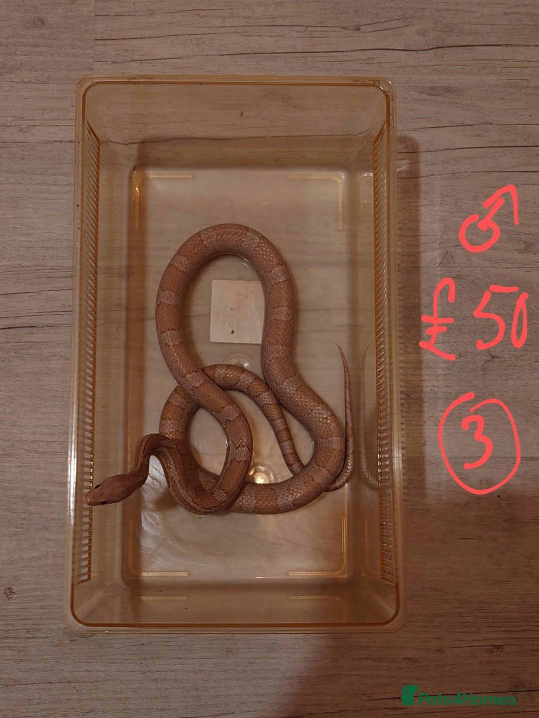 Snake reptiles for sale: My collection of corn snakes. - Advert 23