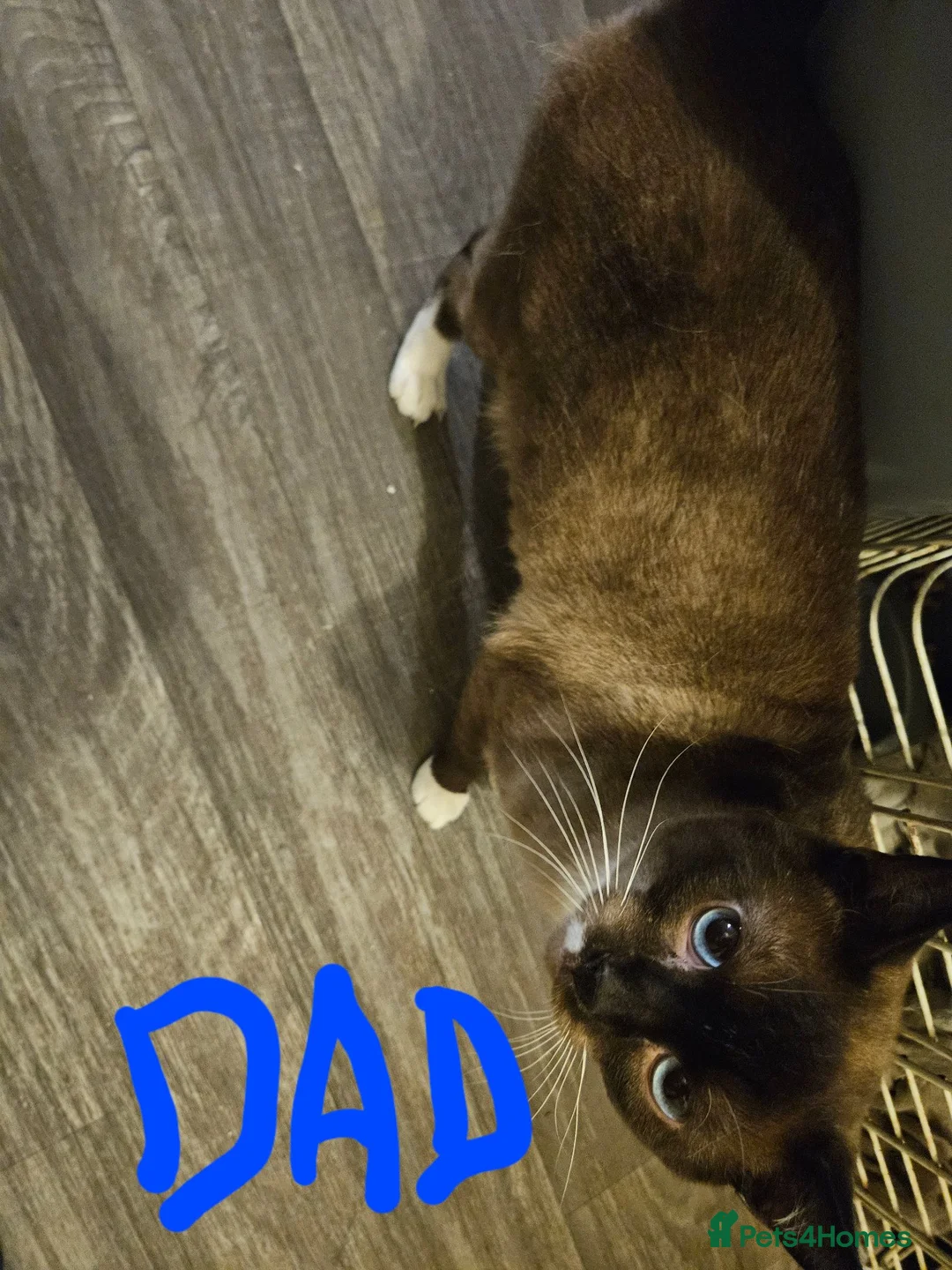 Mixed Breed cats for sale: ❤️Stunning mixed siamese kittens 😸  - Advert 4