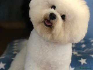 Bichon Frise dogs KC MULTI CHAMPION BICHON FRISE STUD DOG in Northampton - Advert 3