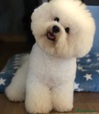 Bichon Frise dogs in Northampton - Advert 1