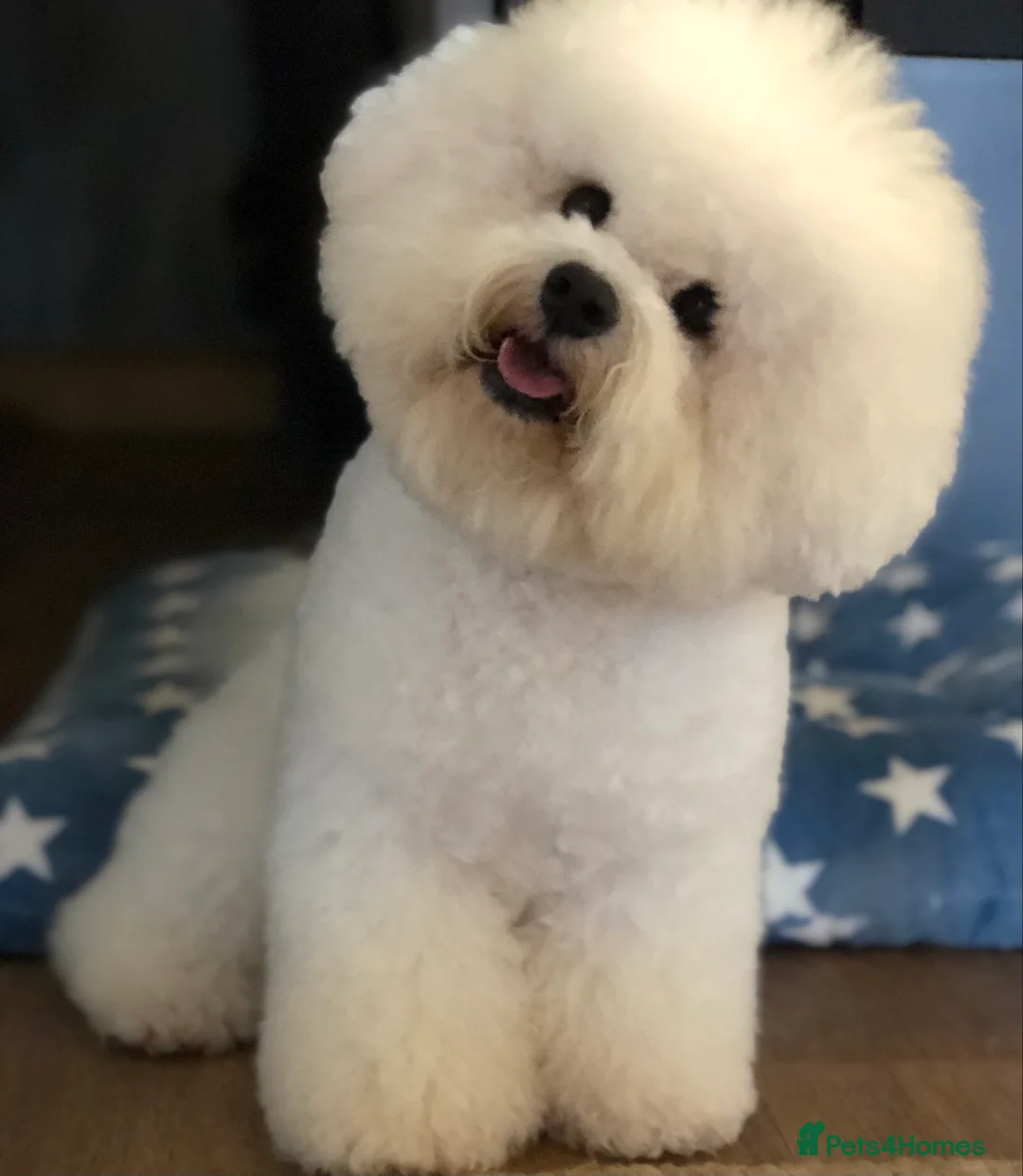 Bichon Frise dogs for stud: KC MULTI CHAMPION BICHON FRISE STUD DOG in Northampton - Advert 1