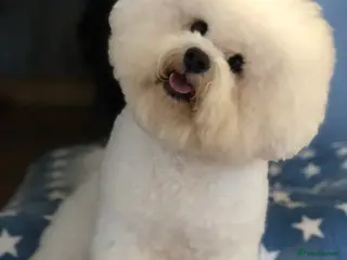 Bichon Frise dogs KC MULTI CHAMPION BICHON FRISE STUD DOG in Northampton - Advert 15